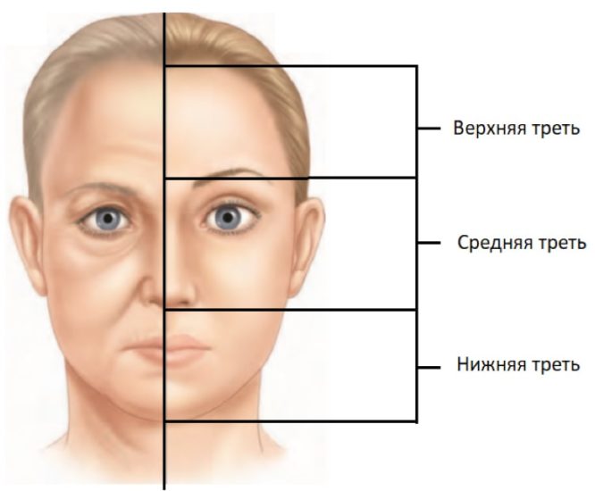 Линии лангера на лице схема